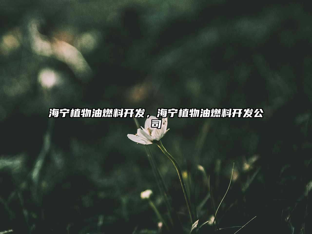 海寧植物油燃料開發(fā)，海寧植物油燃料開發(fā)公司